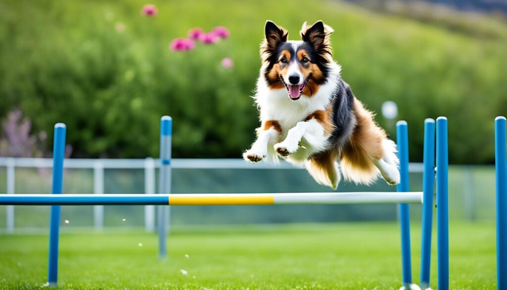 Shetland Sheepdog Beschäftigung und Training