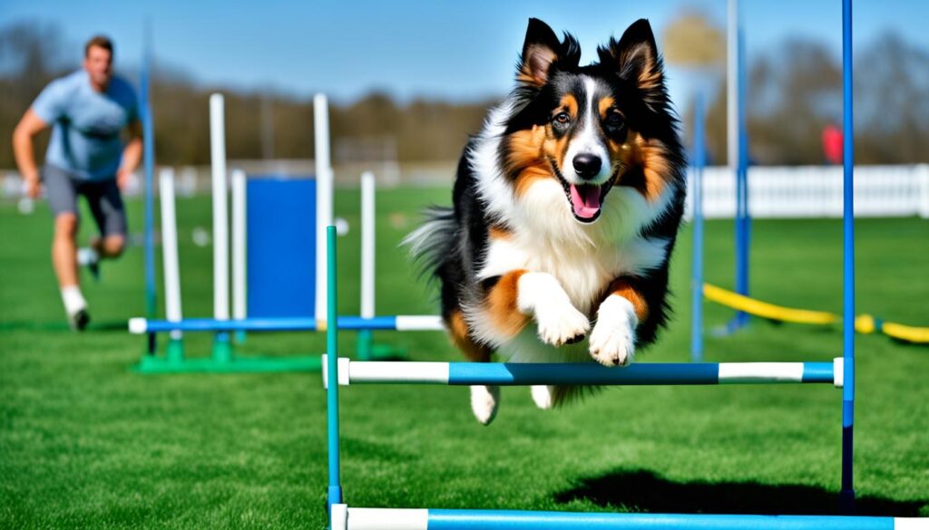 Shetland Sheepdog Training