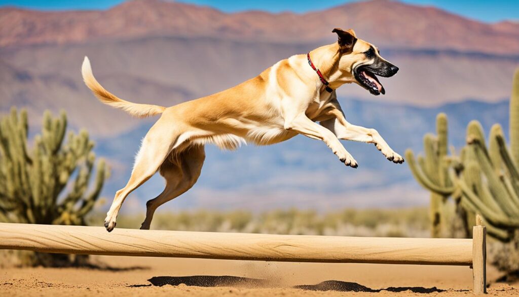 Sloughi Erziehung und Training Sloughi Erziehung und Training