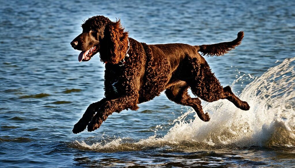 Wasserjäger Irish Water Spaniel