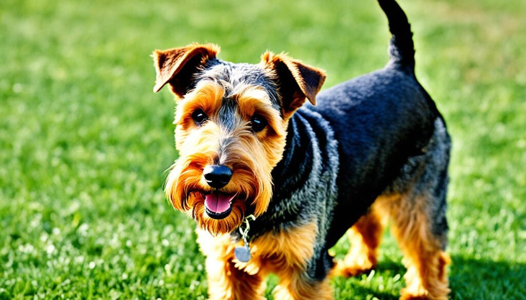 Welsh Terrier