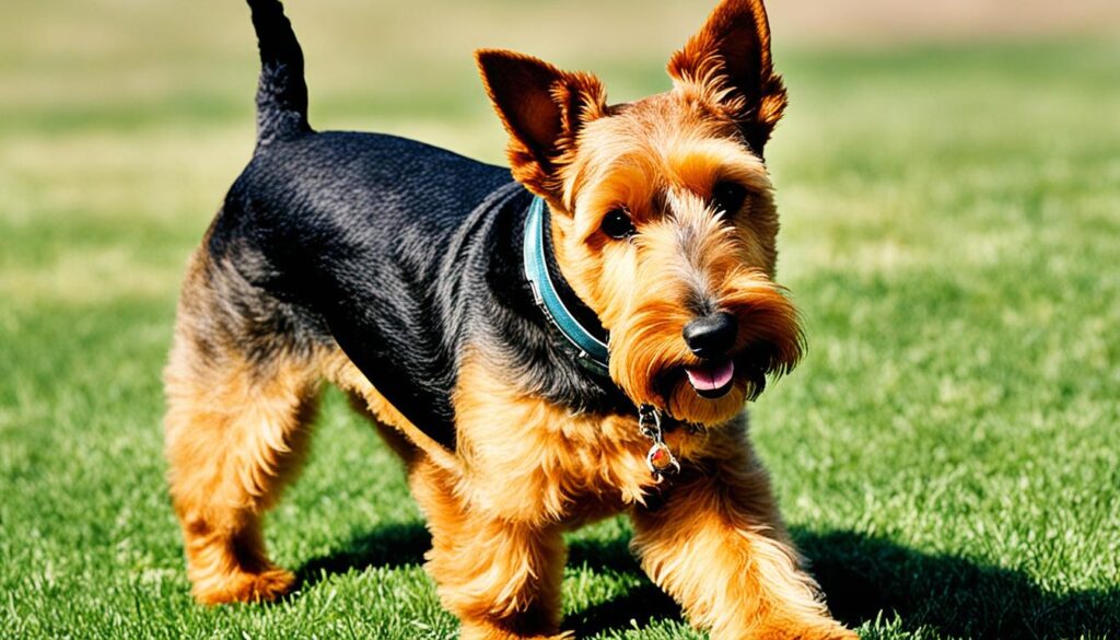 Welsh Terrier