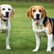 beagle-vs-labrador-welches-ist-das-richtige-fur-ihre-familie
