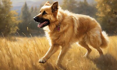 beliebte mischlingsrasse golden shepherd