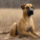 besonderheiten des black mouth cur