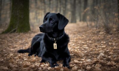 black-dog-names-die-ultimative-liste-99-fantastische-ideen