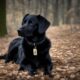 black-dog-names-die-ultimative-liste-99-fantastische-ideen