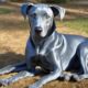 blue lacy loyal und einzigartig