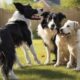 borador hunde familienliebende und vielseitige begleiter