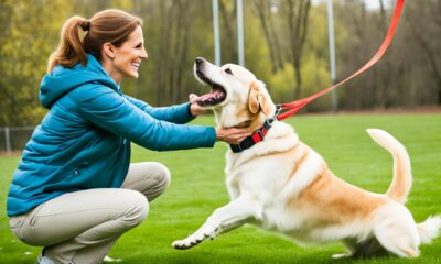 hunde erziehung tipps