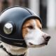 hunde helme f r sicherheit