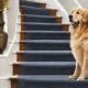 hundefreundliche treppen f r sicherheit