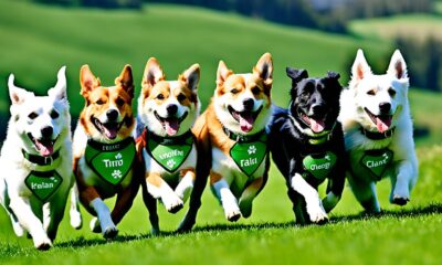 irische-hundenamen-105-fantastische-namensideen-fur-ihren-hund