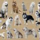 nordic dog names popular