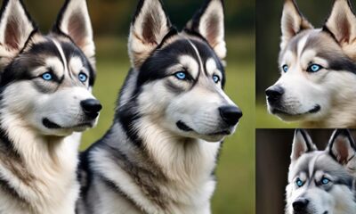 shepsky mischung aus husky und deutscher sch ferhund