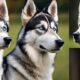 shepsky mischung aus husky und deutscher sch ferhund