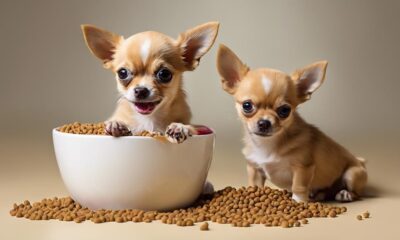 top 15 chihuahua puppy food