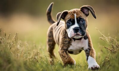 zucht von boxer bulldoggen mischlingen erkl rt