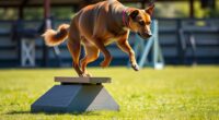 pferd-inspirierte hundebalanceübungen