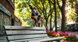 städtischer Hundesportabenteuer