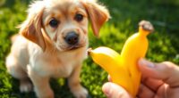 Sind Bananen für Hunde sicher?