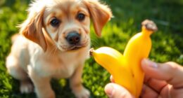 Sind Bananen für Hunde sicher?