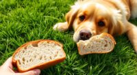 Können Hunde Brot essen