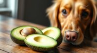 Hunde sollten Avocados meiden