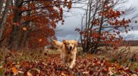 Herbst-Hund-Abenteueraktivitäten