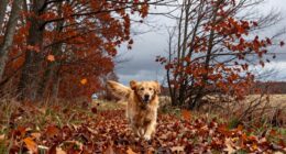 Herbst-Hund-Abenteueraktivitäten