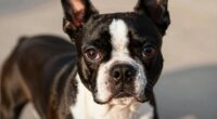 charmanter kompakter Boston Terrier