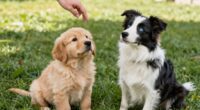 Die Wahl zwischen einem oder zwei Hunden