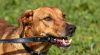 Hund beißt an Leine Verhalten