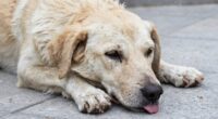 Erkennung der Anzeichen von Dehydrierung bei Hunden