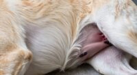 Überblick über den Fortpflanzungszyklus des Hundes