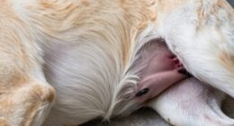 Überblick über den Fortpflanzungszyklus des Hundes