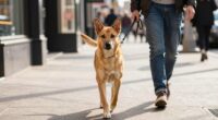 Hunde brauchen ständige Gesellschaft