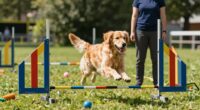 Hundetraining-Tipps für Anfänger