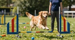Hundetraining-Tipps für Anfänger