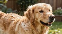 Hunde haaren saisonal am meisten