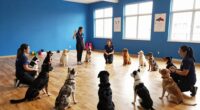 Qualität beim Hundetraining finden
