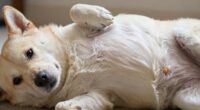 Fehlgeburt bei weiblichen Hunden