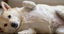 Fehlgeburt bei weiblichen Hunden