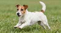 kleiner, schneller, selbstbewusster Hund