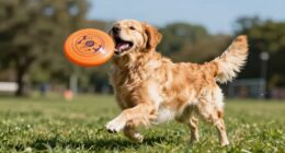 Geeignete Hunde für Frisbee