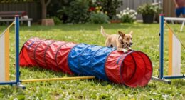 Top 15 Hundetunnel-Sets