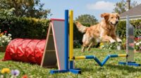 Top-Garten-Hundehindernis-Equipment