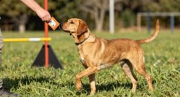 Schulung, um zuverlässig zu bleiben