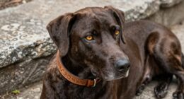 einzigartige alte Sprache Hundnamen