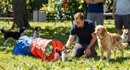 Unberechenbarer Hundebesucher Training